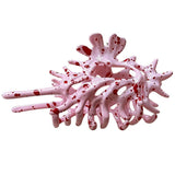 Mermaid Shell Hair Claw